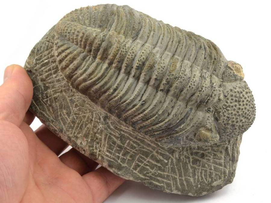 trilobit-Drotops-megalomanicus-t14cm-1,29kg (2)